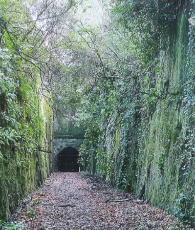 Caversham tunnel entrance with vines and greenery each side