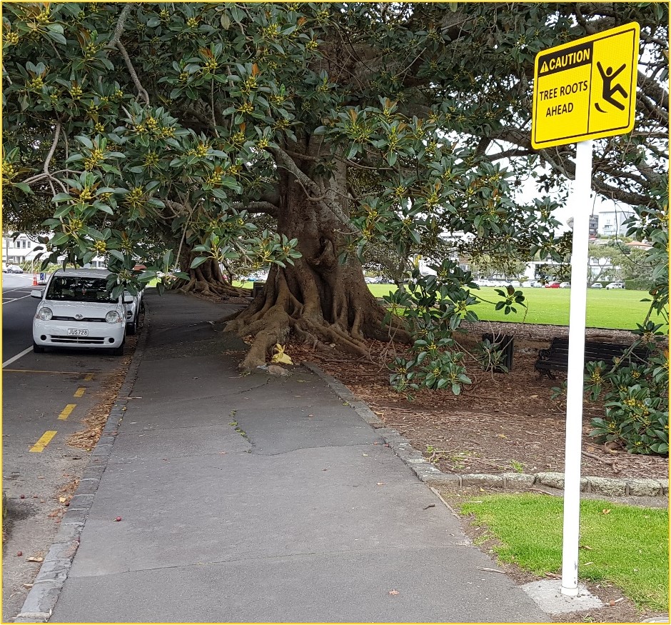 Tree roots on walking path